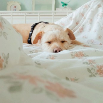 Soft Fleece Blanket