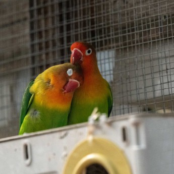 Lovebird Food & Cuttlebone