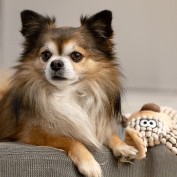 Fluffy Plush Buddy