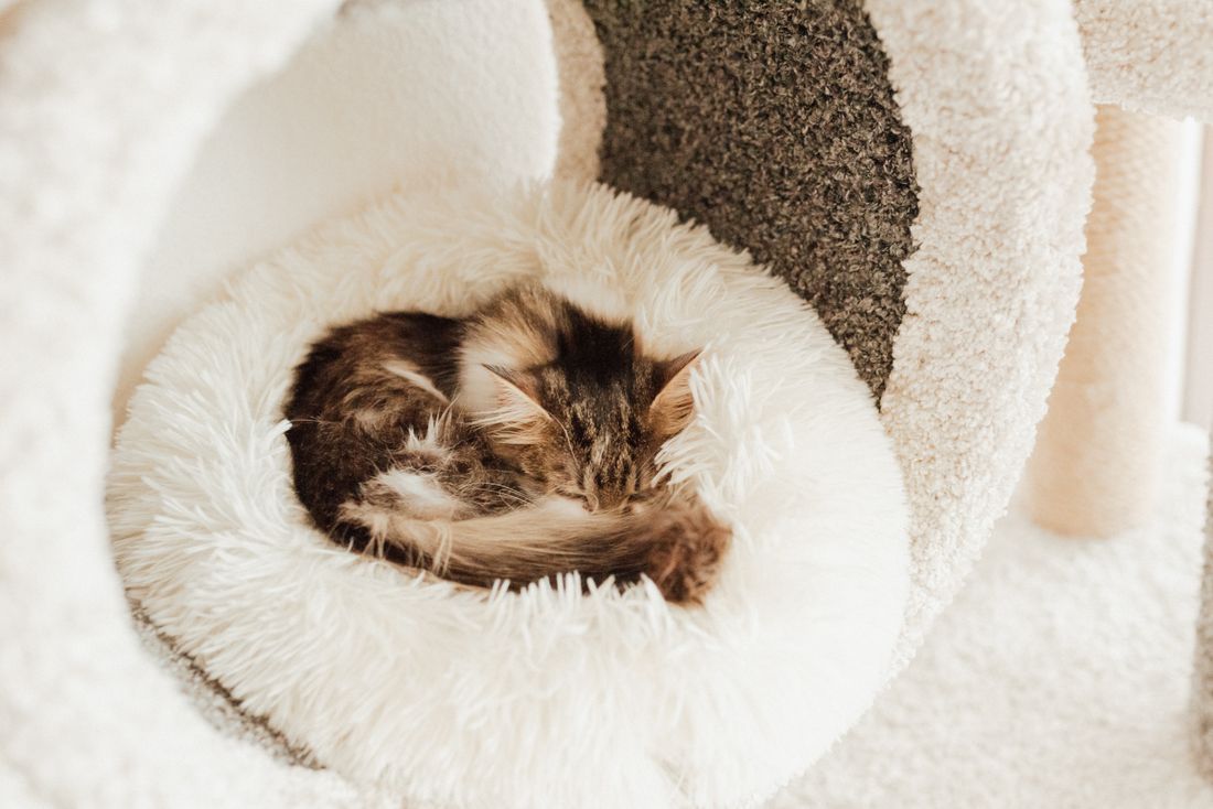 Donut Calming Bed