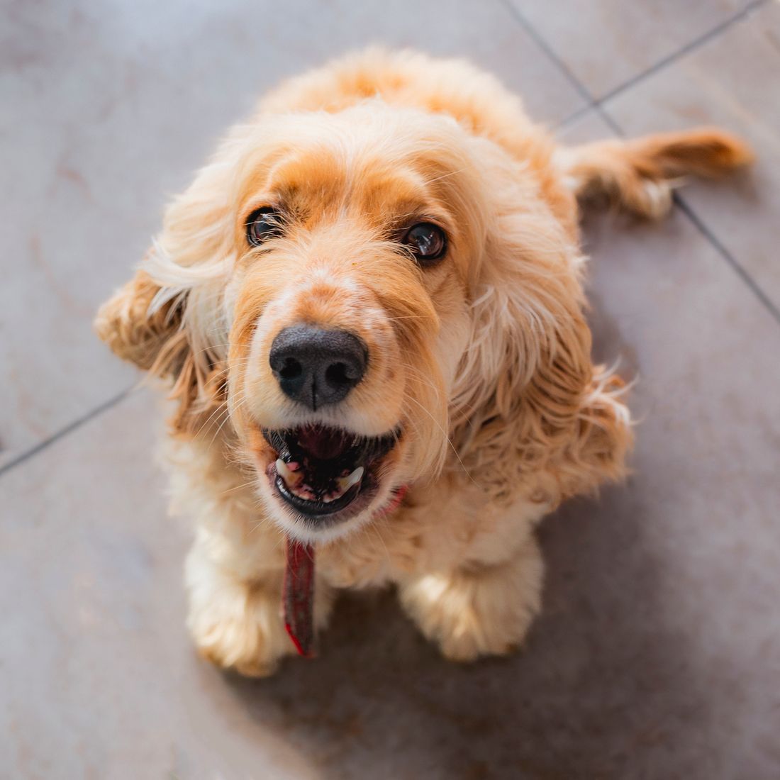 Senior Dog Food — Joint Care 3kg