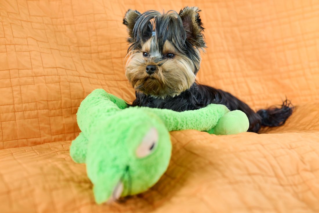 Crocodile Plush Toy
