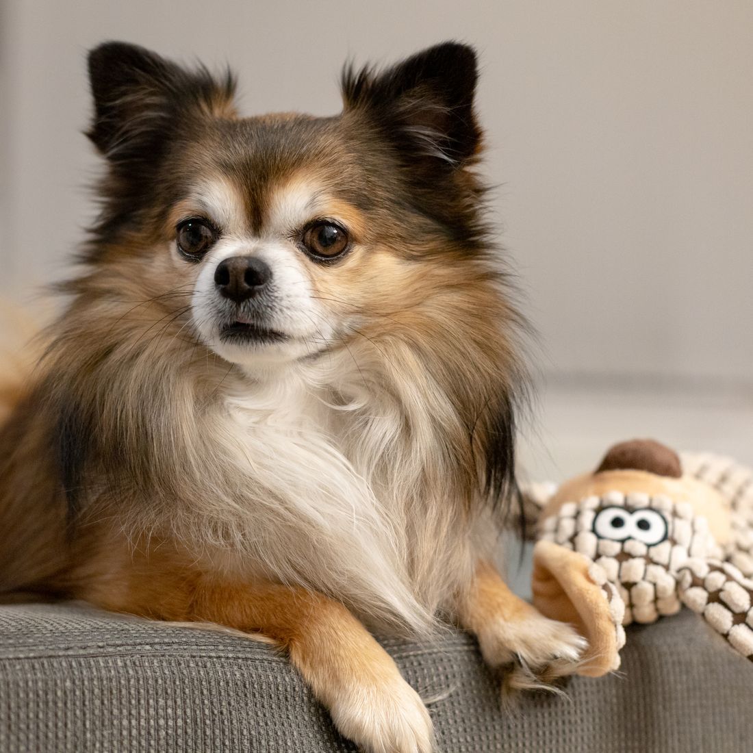 Fluffy Plush Buddy