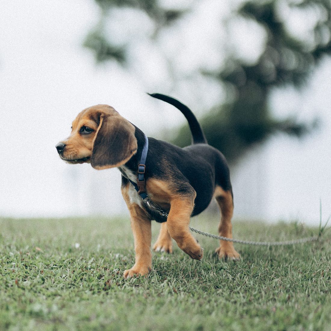 Padded Nylon Collar