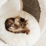Donut Calming Bed