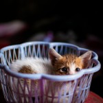 Woven Basket Carrier