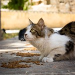 Indoor Cat Dry Food — Salmon 2kg