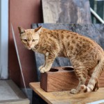 Wet Cat Food Pouches (12 × 85g)