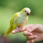 Premium Budgie Seed Mix 1kg
