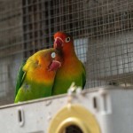 Lovebird Food & Cuttlebone