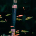 Nano Aquarium Starter Kit 20L