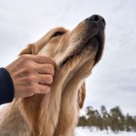 Ear & Coat Care Kit