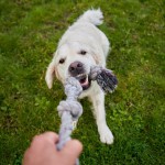 Braided Rope Tug Toy