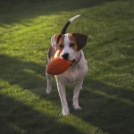 Squeaky Football