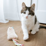 Catnip Mouse Set (3 pcs)